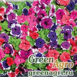 Семена Петуния крупноцветковая (генетически компактная) (Petunia grandiflora) "Limbo *GP* F1" (picotee mixture) pelleted 1000 шт.