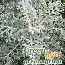 Семена Цинерария приморская (Cineraria maritima) "Candicans" 15 гр.