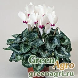 Семена Цикламен персидский (Cyclamen persicum) "Grandola F1" (white with eye) raw 500 шт.