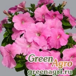 Семена Петуния многоцветковая (генетически компактная) (Petunia multiflora) "Mambo GP F1" (sweet pink) raw 1000 шт.