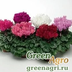 Семена Цикламен персидский (Cyclamen persicum) "Zanetto F1" (mix) raw 100 шт.
