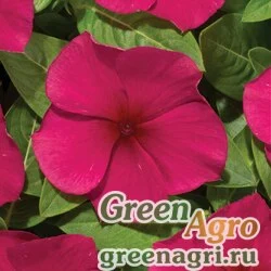 Семена Катарантус розовый (Vinca rosea) "Heatwave" (burgundy) raw 1000 шт.
