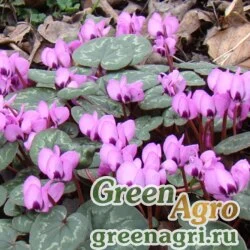 Семена Цикламен косский (Cyclamen coum) 0,5 гр.