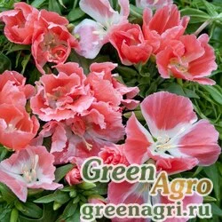 Годеция прелестная (Godetia amoena) "Aurora" (salmon orange) 1 г