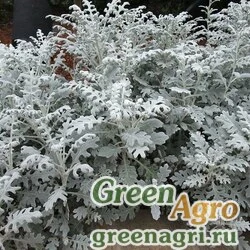Семена Цинерария приморская (Senecio cineraria) "Silverdust" 15 гр.
