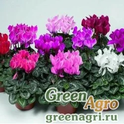 Семена Цикламен персидский (Cyclamen persicum) "Advantage F2" (salmon with eye) raw 500 шт.