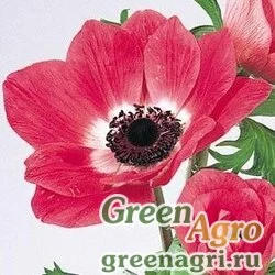 Семена Анемона (Ветреница) корончатая (Anemone coronaria) "MONA LISA" (ORCHID SHADES) raw 100 шт.