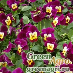 Семена Виола рогатая (Viola cornuta) "Corina F1" (violet with yellow face) raw 1000 шт.