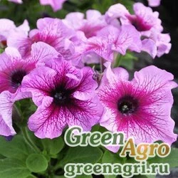 Семена Петуния крупноцветковая (Petunia grandiflora) "Tango F1" (plum) raw 5000 шт.