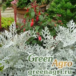 Семена Цинерария приморская (Senecio cineraria) "Silverado" pelleted 1000 шт.