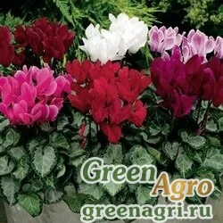 Семена Цикламен персидский (Cyclamen persicum) "Silverheart f1" (mix) raw 500 шт.