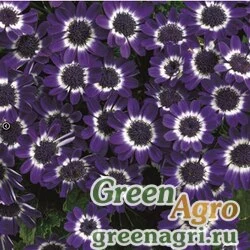 Семена Цинерария гибридная (Pericallis cruenta) "Jester F1" (blue bicolor) raw Произв. 1000 шт.
