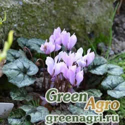 Семена Цикламен киликийский (Cyclamen cilicium) 0,5 гр.