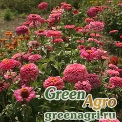 Семена Цинния изящная (Zinnia elegans) "Super Yoga" (rose) 80 гр.