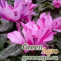 Семена Цикламен персидский (Cyclamen persicum) "Robusta F1" (mix) raw 500 шт.