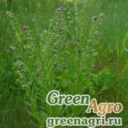 Семена Чернокорень лекарственный (Cynoglossum officinale) 10 гр.