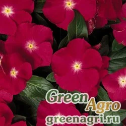Семена Катарантус розовый (Vinca rosea) "Heatwave" (cherry) raw 1000 шт.