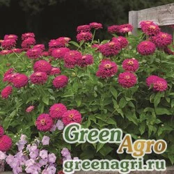 Семена Цинния изящная (Zinnia elegans) "Uproar F1" (rose) coated 100 шт.