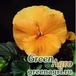 Семена Виола Виттрока (Viola wittrockiana) "Trumpet S1" (pure orange) raw 1000 шт.