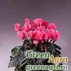 Семена Цикламен персидский (Cyclamen persicum) "Grandola F1" (dark salmon) raw 500 шт.