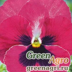 Виола Виттрока (Viola wittrockiana) "Trumpet S1" (pink with blotch) raw 1000 шт.