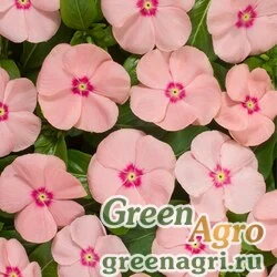 Семена Катарантус розовый (Vinca rosea) "Heatwave" (peach) raw 1000 шт.
