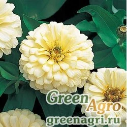 Семена Цинния изящная (Zinnia elegans) "Dreamland F1" (ivory) 1 гр.