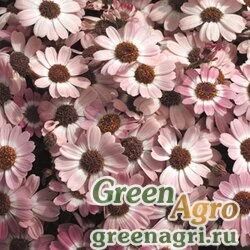 Семена Цинерария гибридная (Pericallis cruenta) "Jester F1" (pink bicolor) raw 1000 шт.