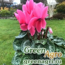Семена Цикламен персидский (Cyclamen persicum) "Jardina F1" (rose) raw 100 шт.