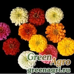 Семена Цинния изящная (Zinnia elegans) "Topolino" (mix) raw 1000 шт.