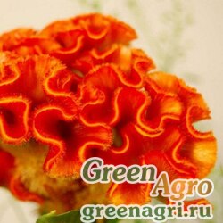 Семена Целозия гребенчатая (Celosia cristata) "Jessica" (yellow-orange) 1 гр.