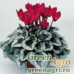 Семена Цикламен персидский (Cyclamen persicum) "Sterling F1" (mix) raw 100 шт.
