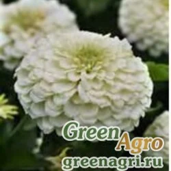 Семена Цинния изящная (Zinnia elegans) "Zesty F1" (white) raw 1000 шт.