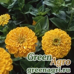 Семена Цинния изящная (Zinnia elegans) "Golden State" (golden-orange) гр 120 гр.