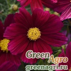 Семена Космея дваждыперистая (Cosmos bipinnatus) "Sonata" (purple shades) raw 500 шт.
