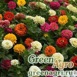 Семена Цинния изящная (Zinnia elegans) "State Fair" (mix) 50 гр.
