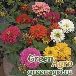 Семена Цинния изящная (Zinnia elegans) "Magellan F1" (mix) coated 1000 шт.