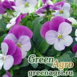 Семена Виола рогатая (Viola cornuta) "Corina F1" (lilac with purple wing) raw 1000 шт.
