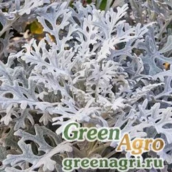 Семена Цинерария приморская (Cineraria maritima) "Silver Lace" 10 гр.