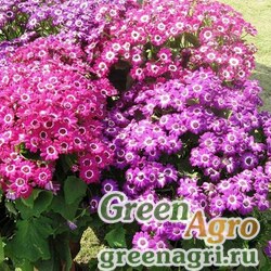Семена Цинерария гибридная (Cineraria cruenta) "Amigo Strain" (mix) 0.1 гр.