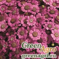 Семена Цинерария гибридная (Pericallis cruenta) "Jester F1" (pure pink) raw 1000 шт.