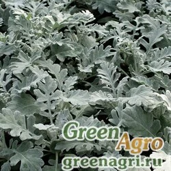 Семена Цинерария морская (Senecio cineraria ) "Quicksilver" pelleted 1000 шт.