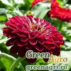 Семена Цинния изящная (Zinnia elegans) "Super Yoga" (dark red) 80 гр.