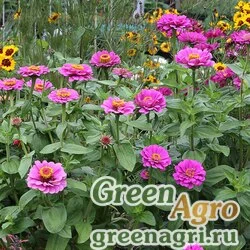 Семена Цинния изящная (Zinnia elegans) "Violet Queen" (violet) 100 гр.