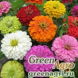Семена Цинния изящная (Zinnia elegans) "Super Yoga" (mix) 80 гр.