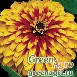 Семена Цинния изящная (Zinnia elegans) "Swizzle F1" (mix) coated 5000 шт.