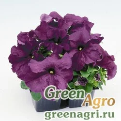 Семена Петуния крупноцветковая (генетически компактная) (Petunia grandiflora) "Limbo *GP* F1" (deep purple) raw 5000 шт.