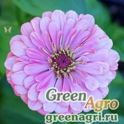 Семена Цинния изящная (Zinnia elegans) "Dream" (rose lavander) 140 гр.