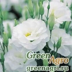 Семена Лизиантус (Эустома) крупноцветковый (Lisianthus grandiflorum) "Cynthia F1 I-II" (white) pelleted 1000 шт.