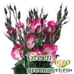 Семена Лизиантус (Эустома) крупноцветковый (Lisianthus grandiflorum) "Adom F1 III" (red picotee) pelleted 1000 шт.